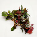 Bunch Ludwigia Repens Dark Red
