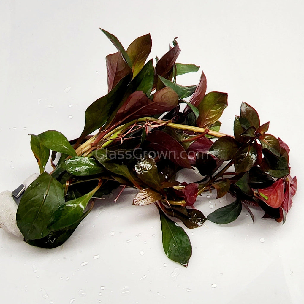 Bunch Ludwigia Repens Dark Red