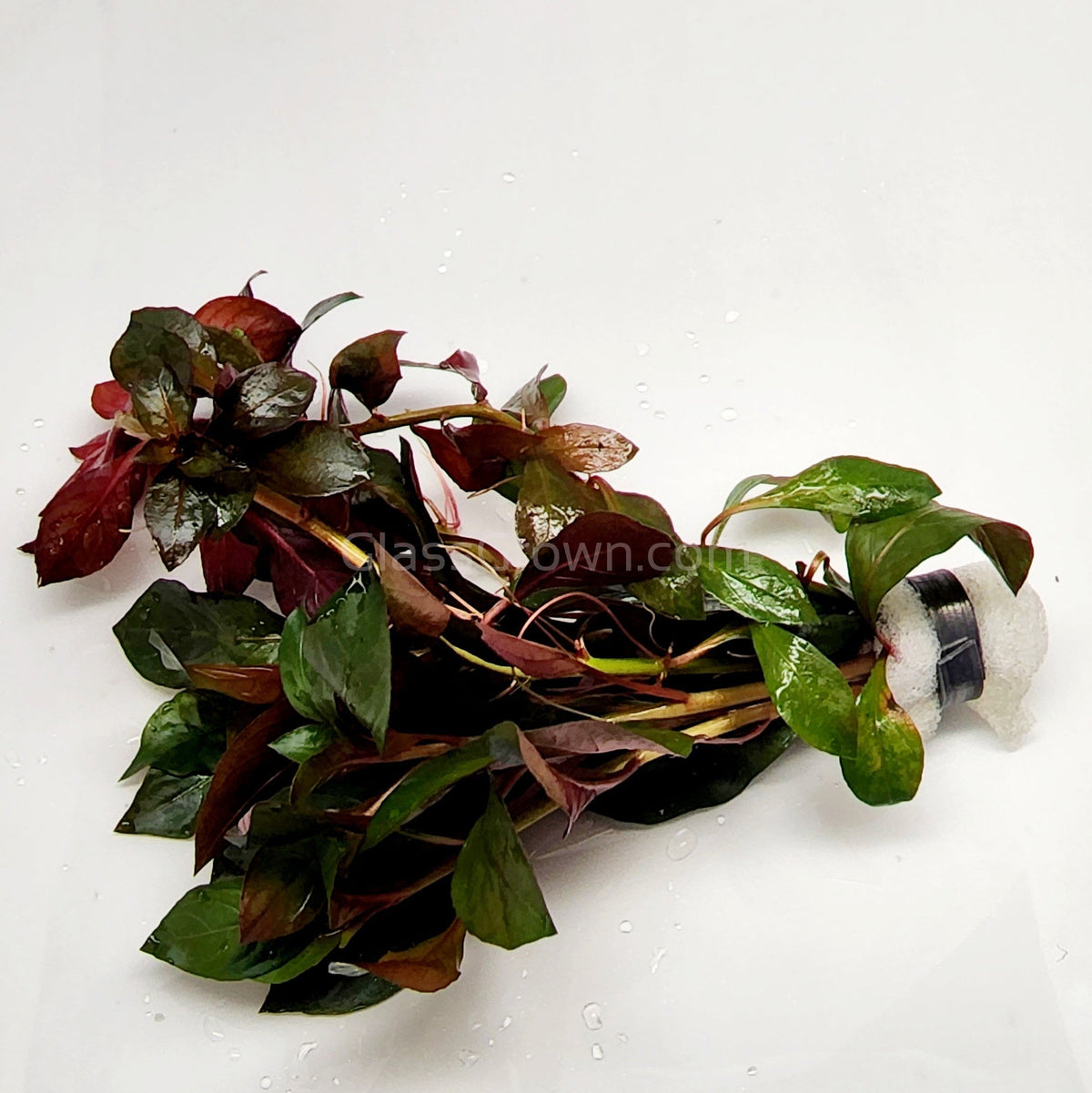Bunch Ludwigia Repens Dark Red