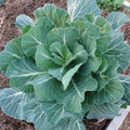 Georgia Southern Collards