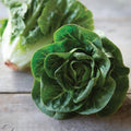 Little Gem Butterhead Lettuce