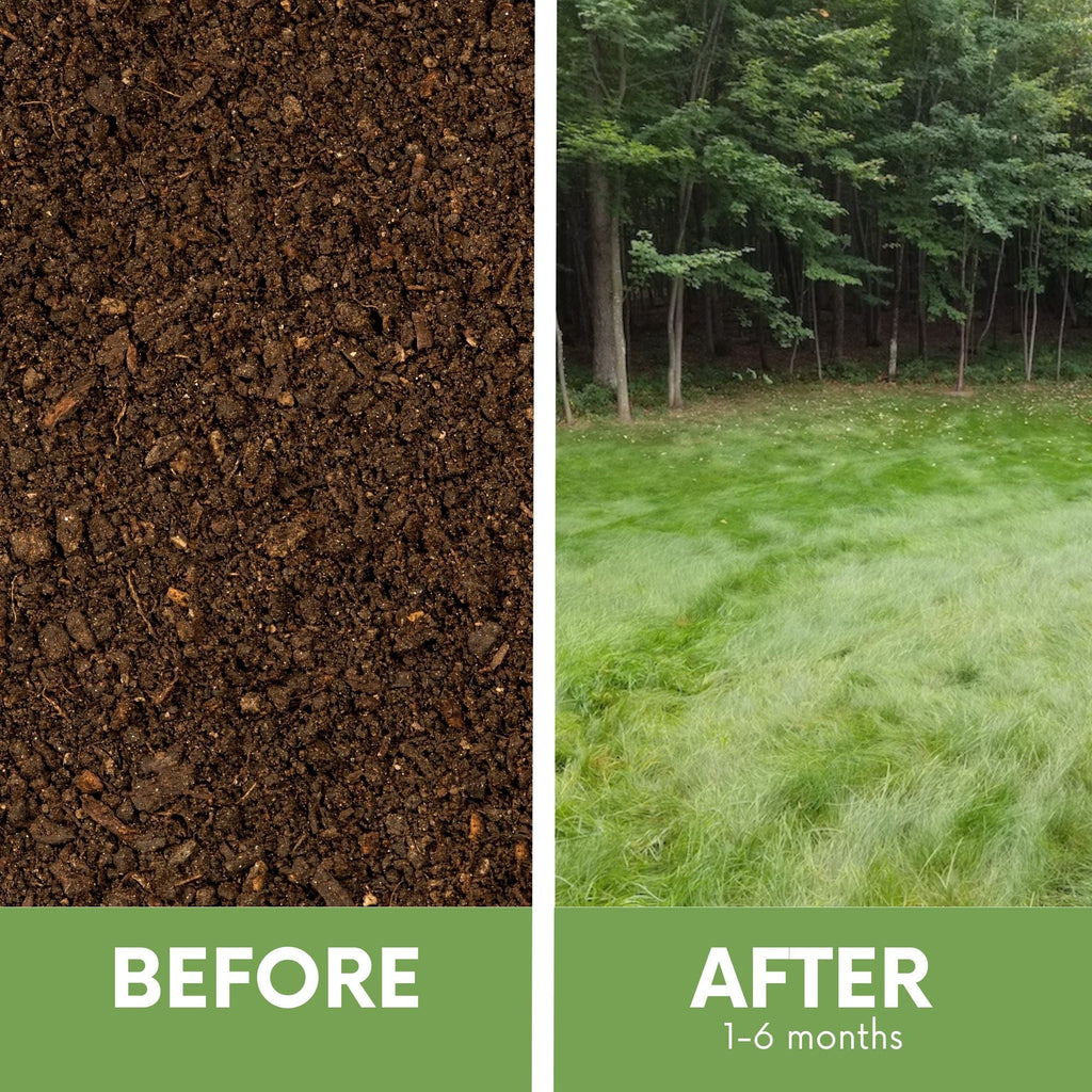 Simple Lawn Fine Fescue Grass Seed