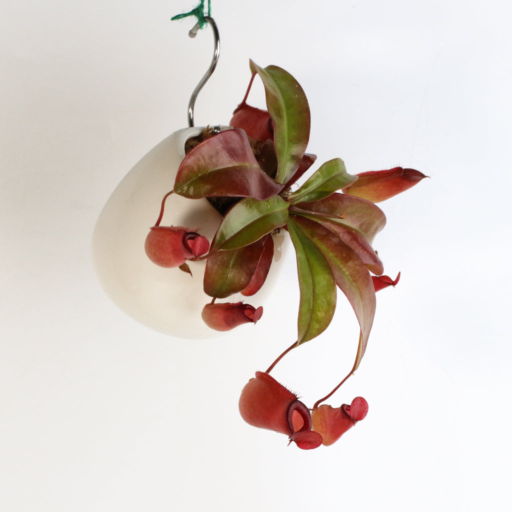 Nepenthes 'Lady Luck' Carnivorous Tropical Pitcher Plant