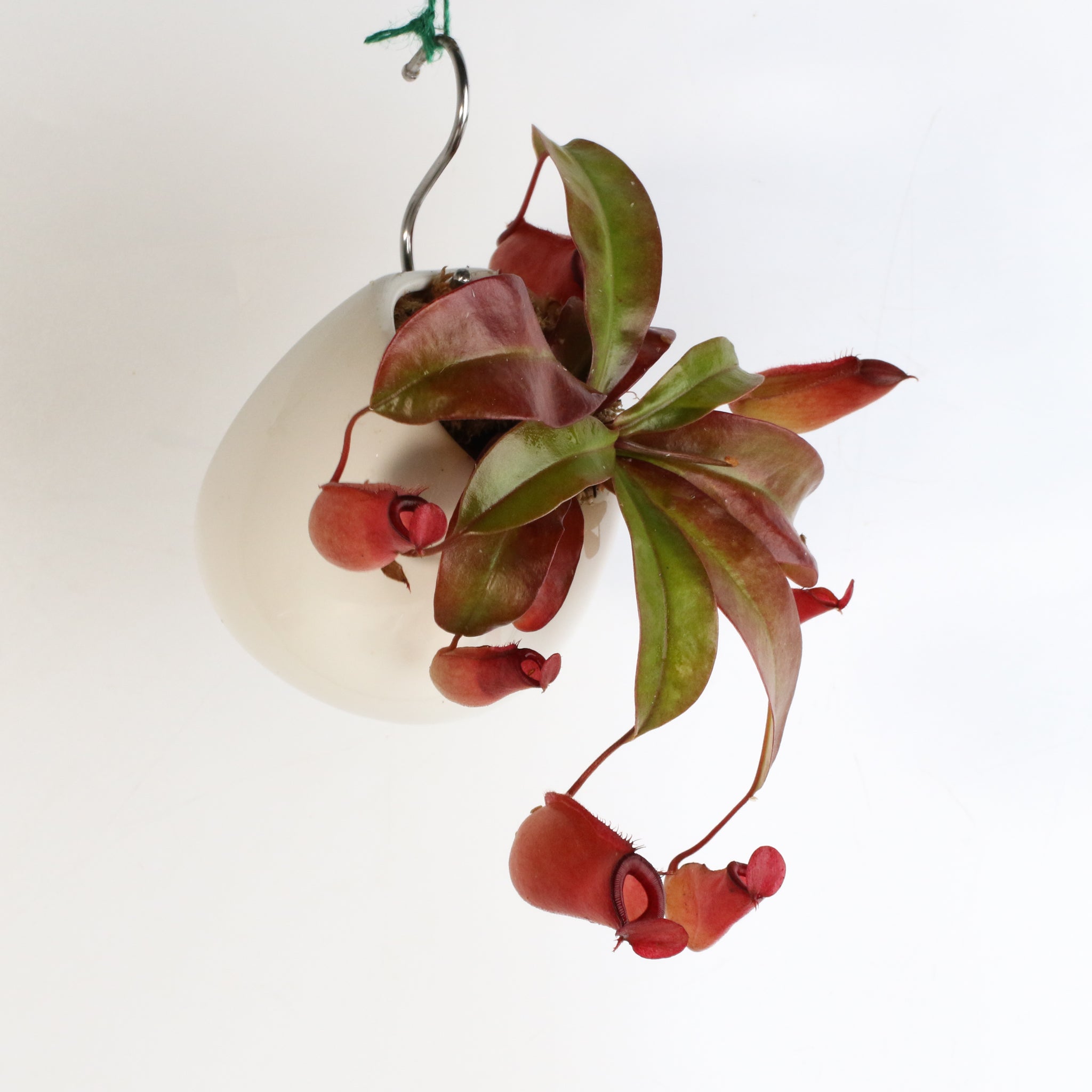 Nepenthes 'Lady Luck' Carnivorous Tropical Pitcher Plant