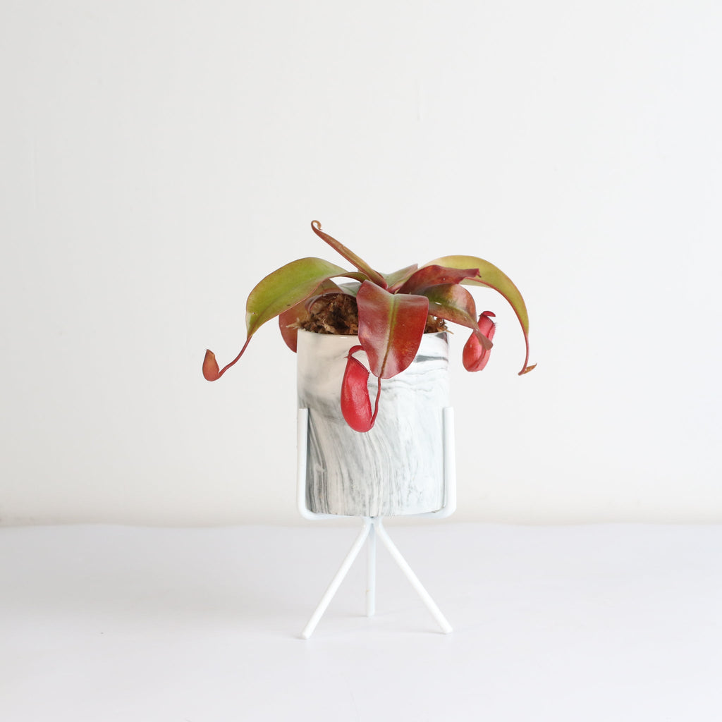 Nepenthes 'Lady Luck' Carnivorous Tropical Pitcher Plant