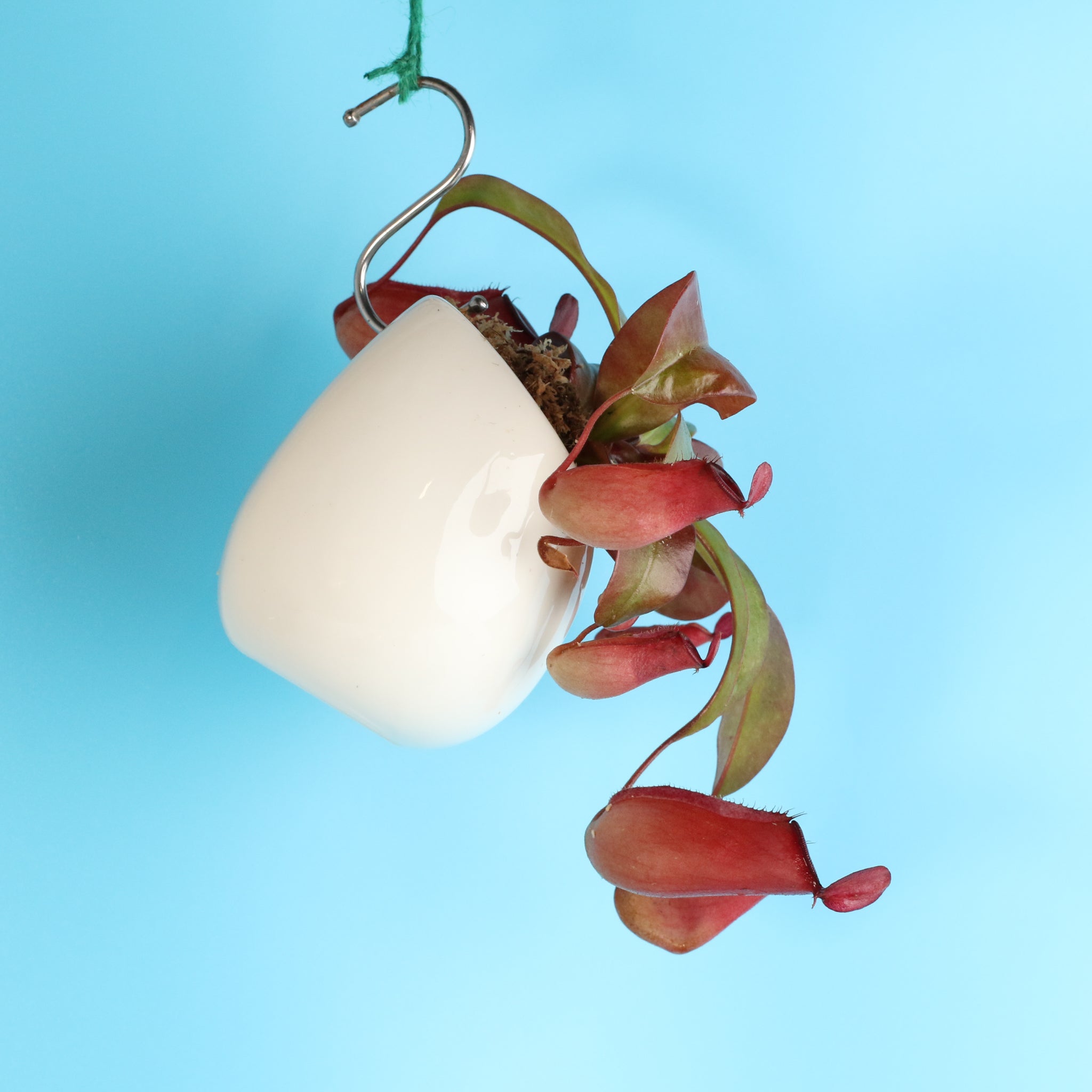 Nepenthes 'Lady Luck' Carnivorous Tropical Pitcher Plant