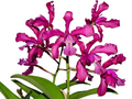 Laeliocattleya Michelle R. Aponte