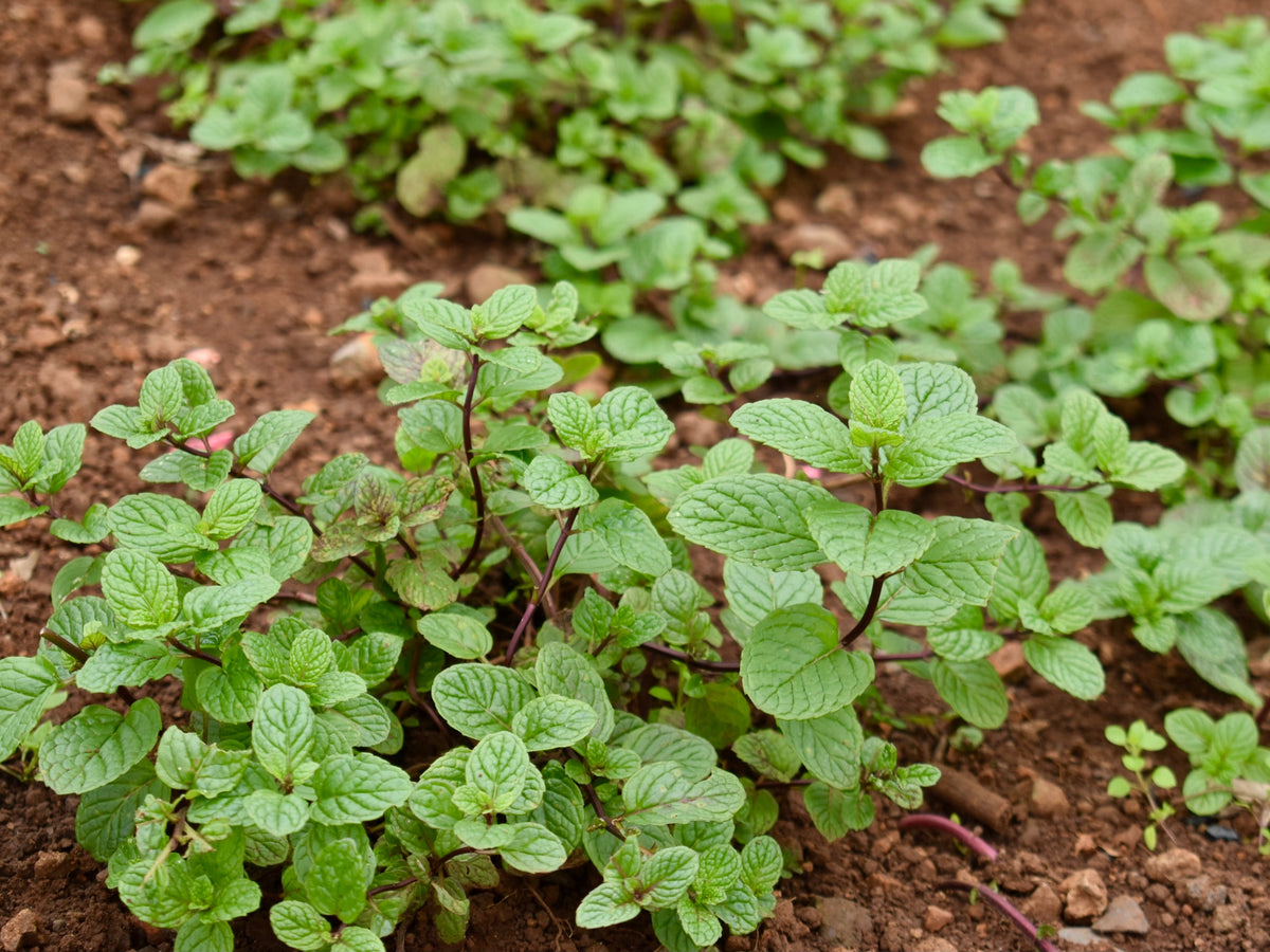1000 Spearmint Seeds - Mentha spicata - Non-GMO Medicinal Herb and Tea