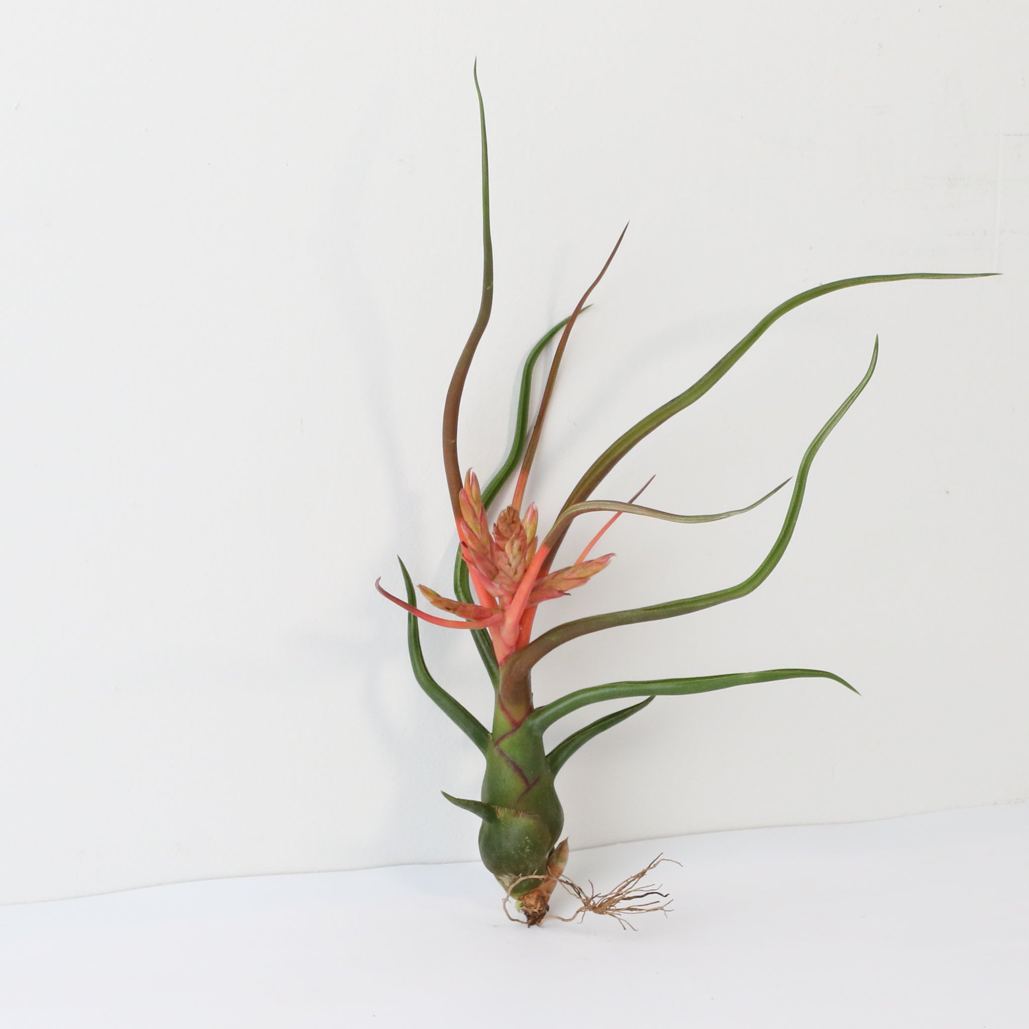Tillandsia Bulbosa Air Plant