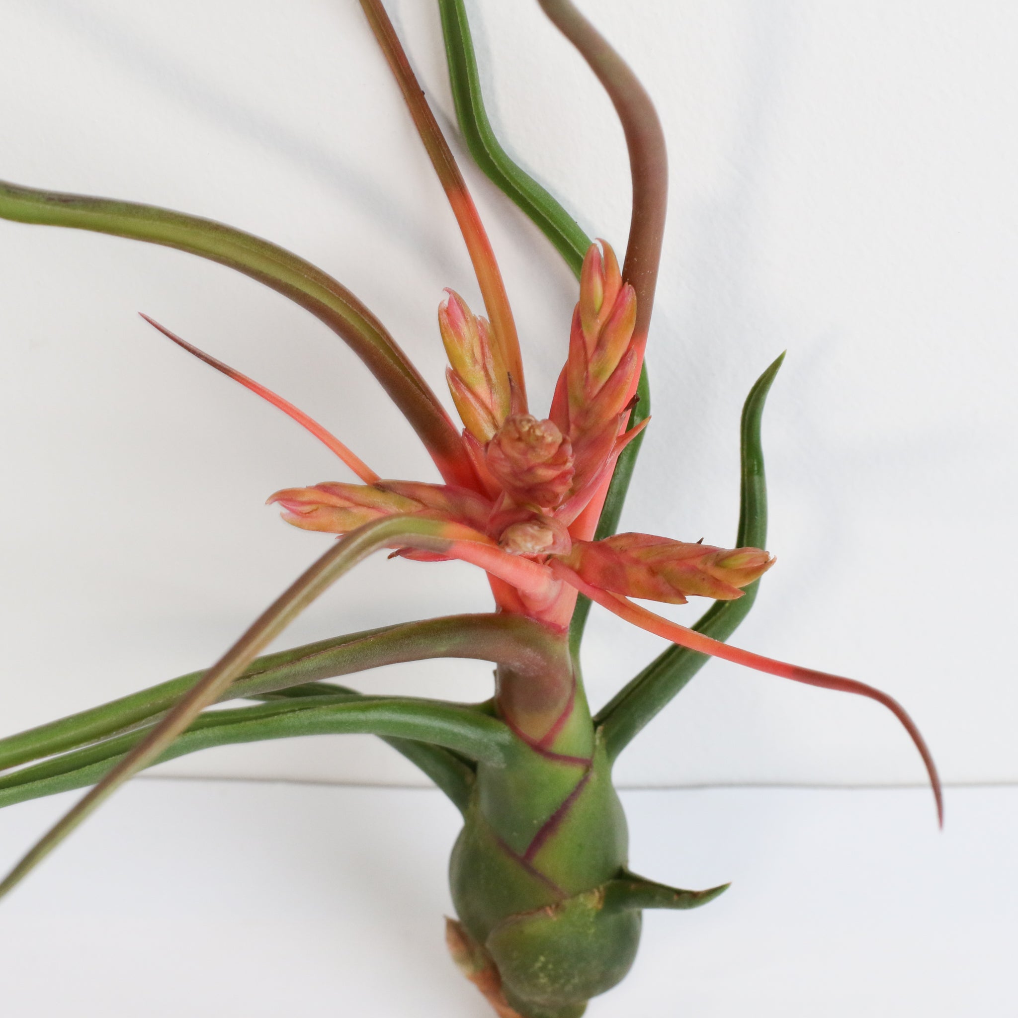 Tillandsia Bulbosa Air Plant