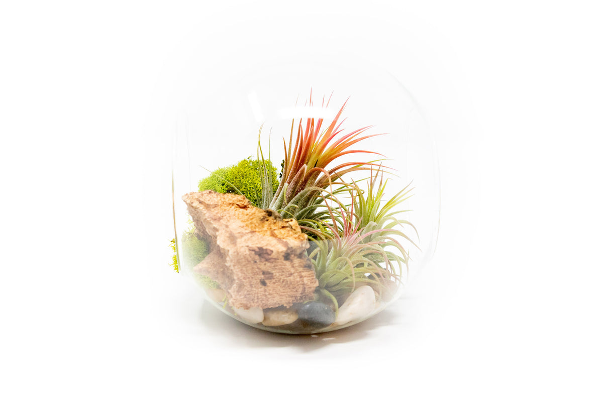 Large Hand-Blown Glass Terrarium with 3 Tillandsia Ionantha Air Plants