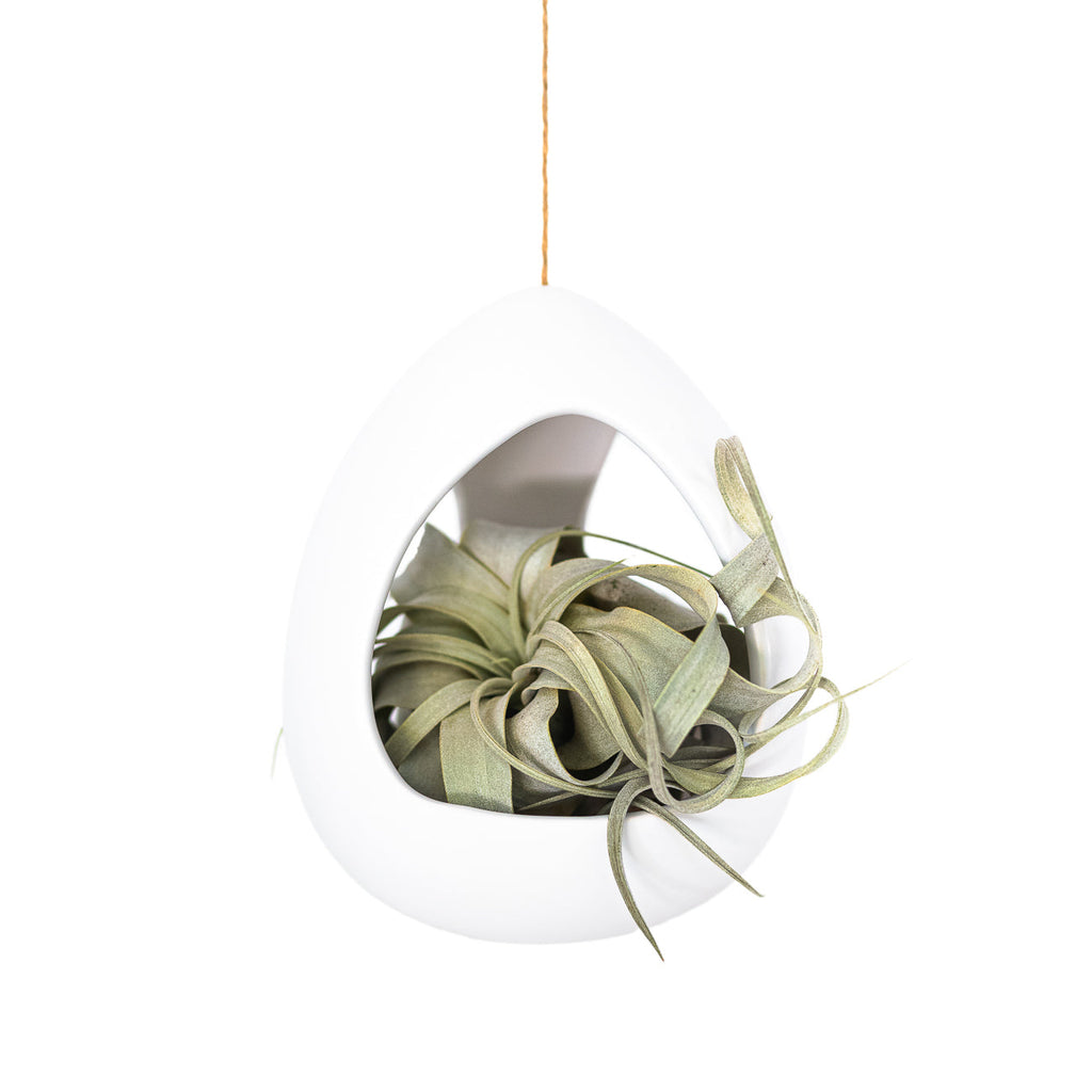 Large White Ceramic Hanging Pod with Tillandsia Xerographica