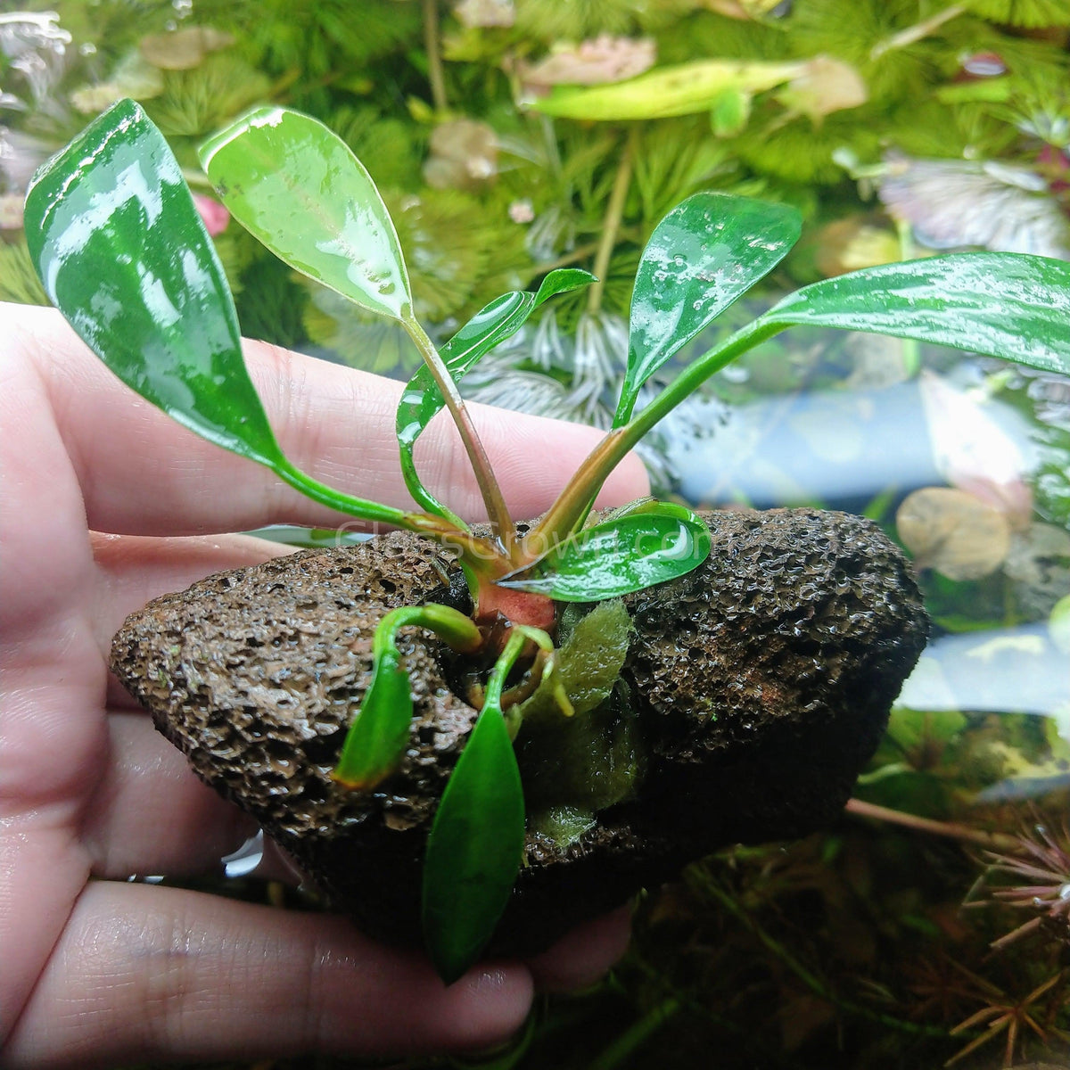 Lava Rock Anubias