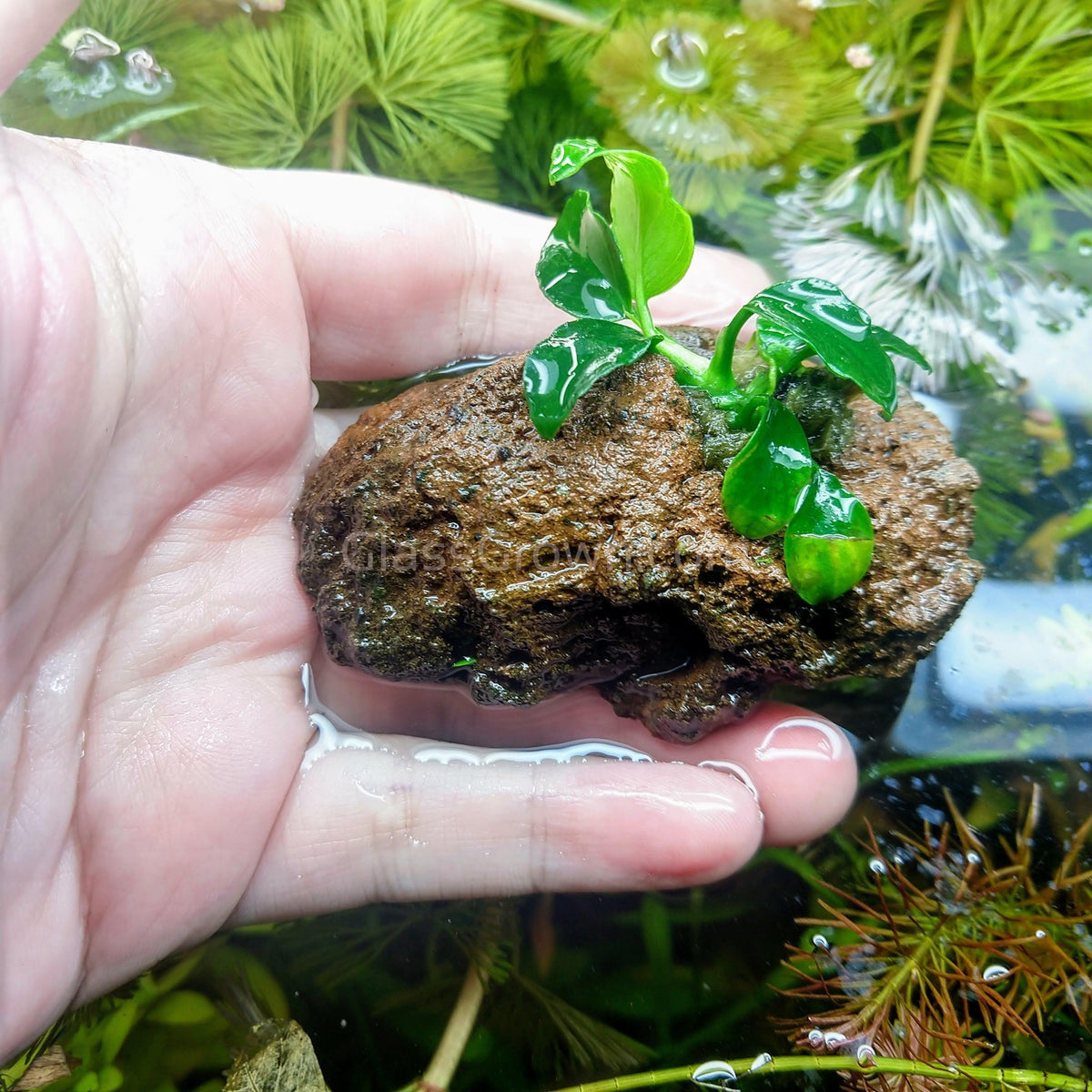 Anubias Nana Petite