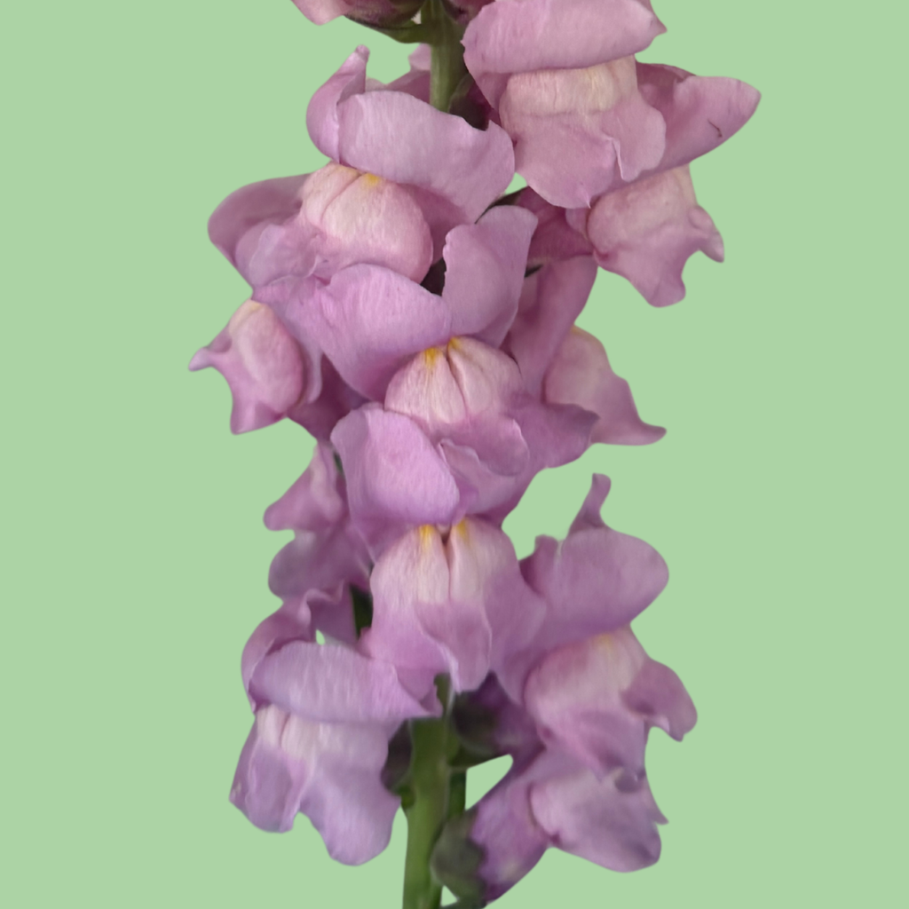 Snapdragon Potomac Lavender seeds