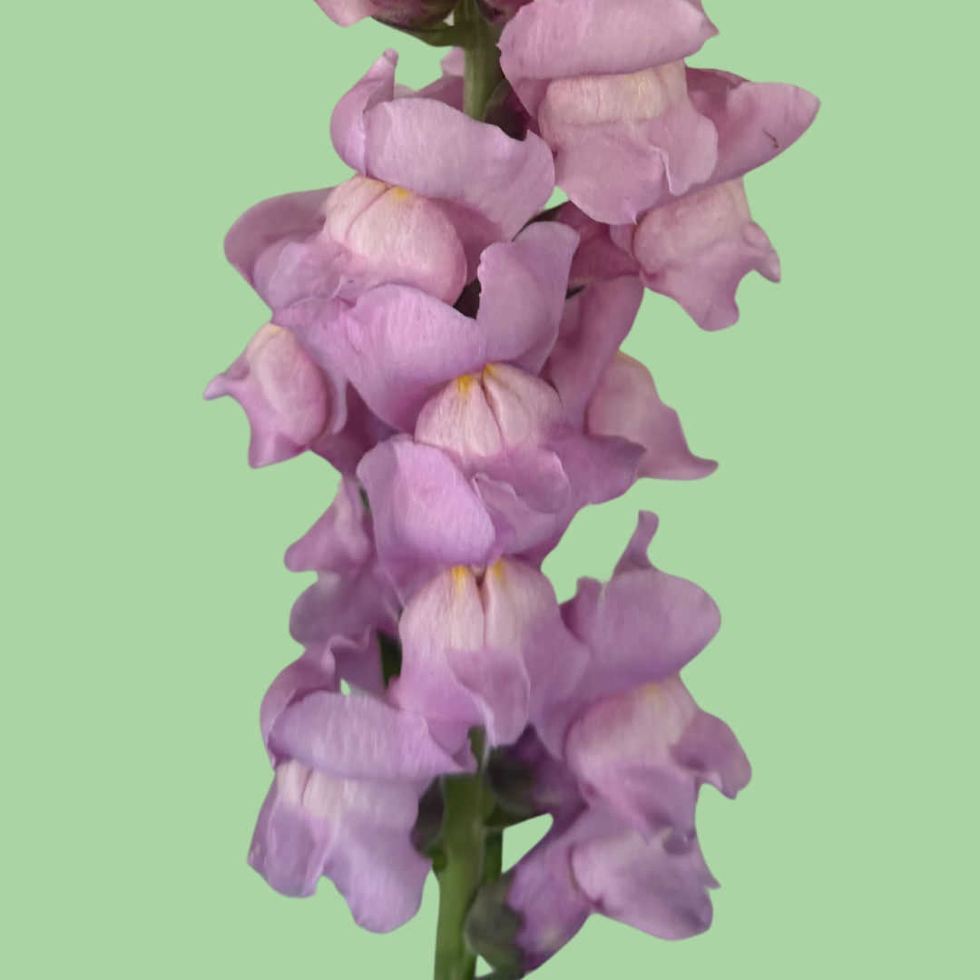 Snapdragon Potomac Lavender seeds