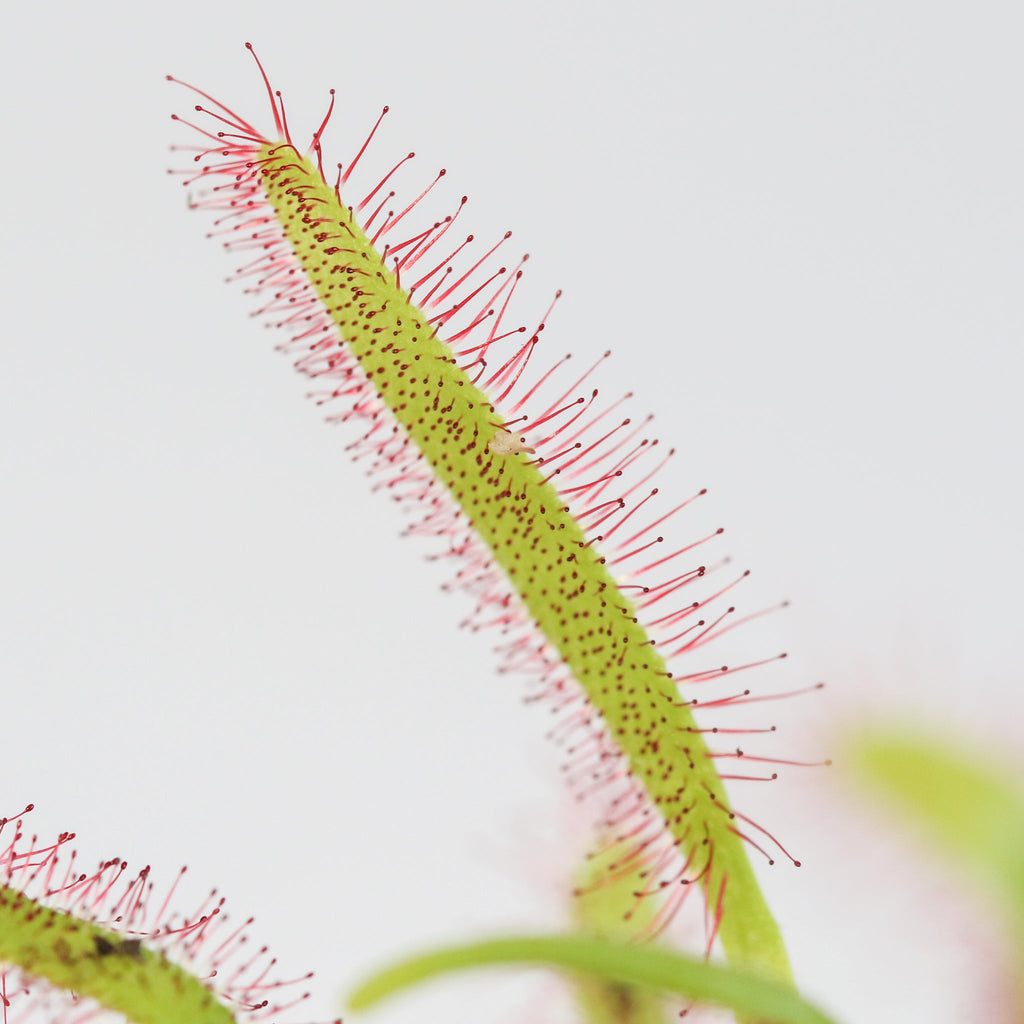 Cape Sundew Drosera