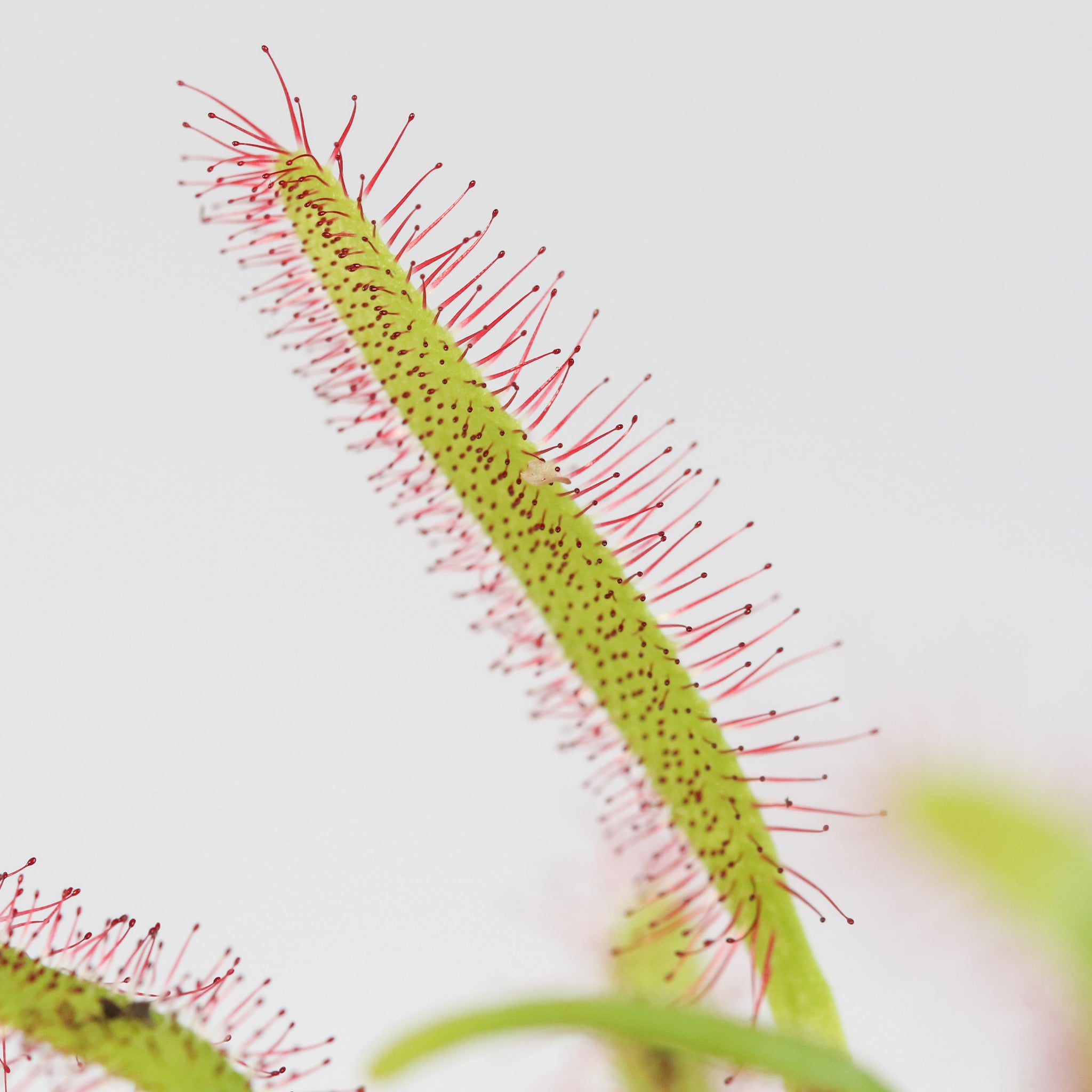 Cape Sundew Drosera