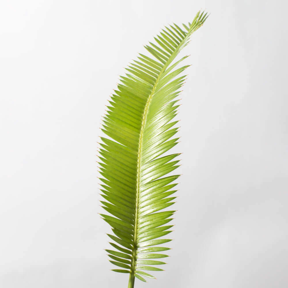 Dioon Mexican Fern Rare Palm