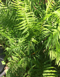 Leatherwood Fern - 3 root divisions