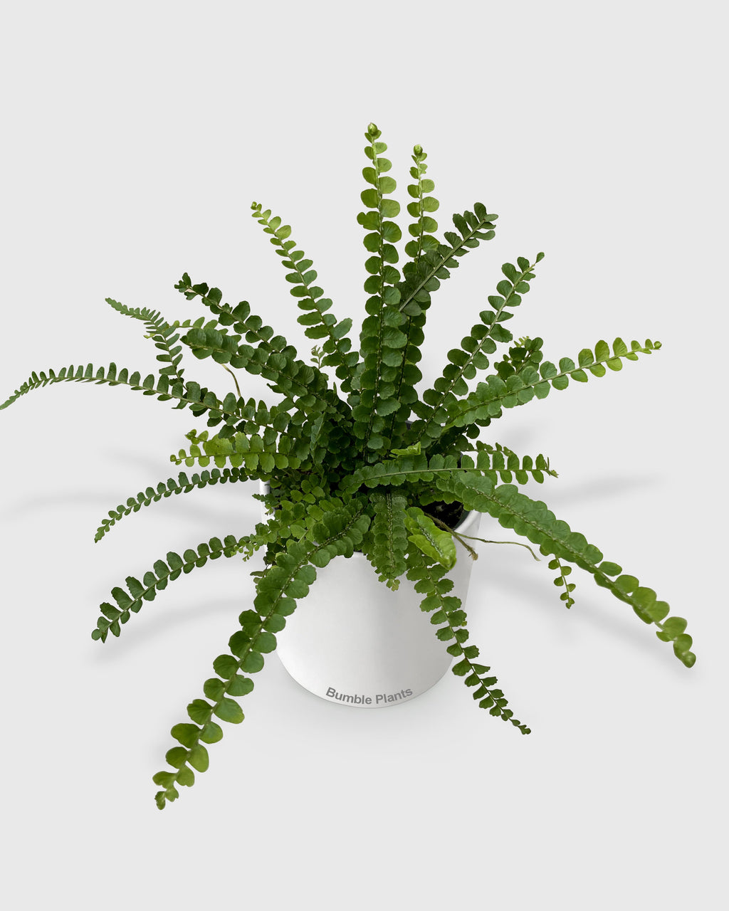 Nephrolepis Cordifolia 'Lemon Button' Fern