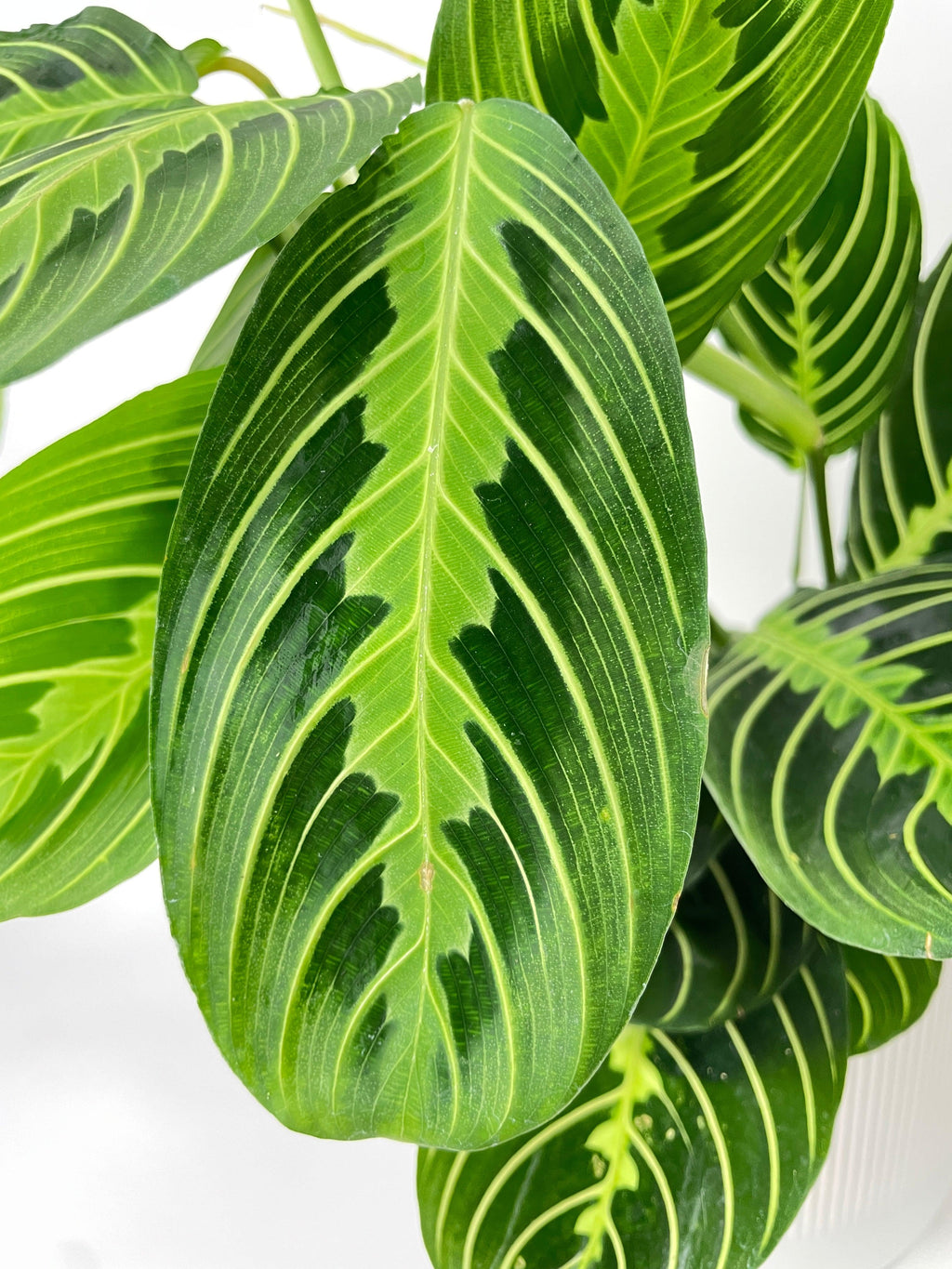 Lemon Lime Maranta Prayer Plant