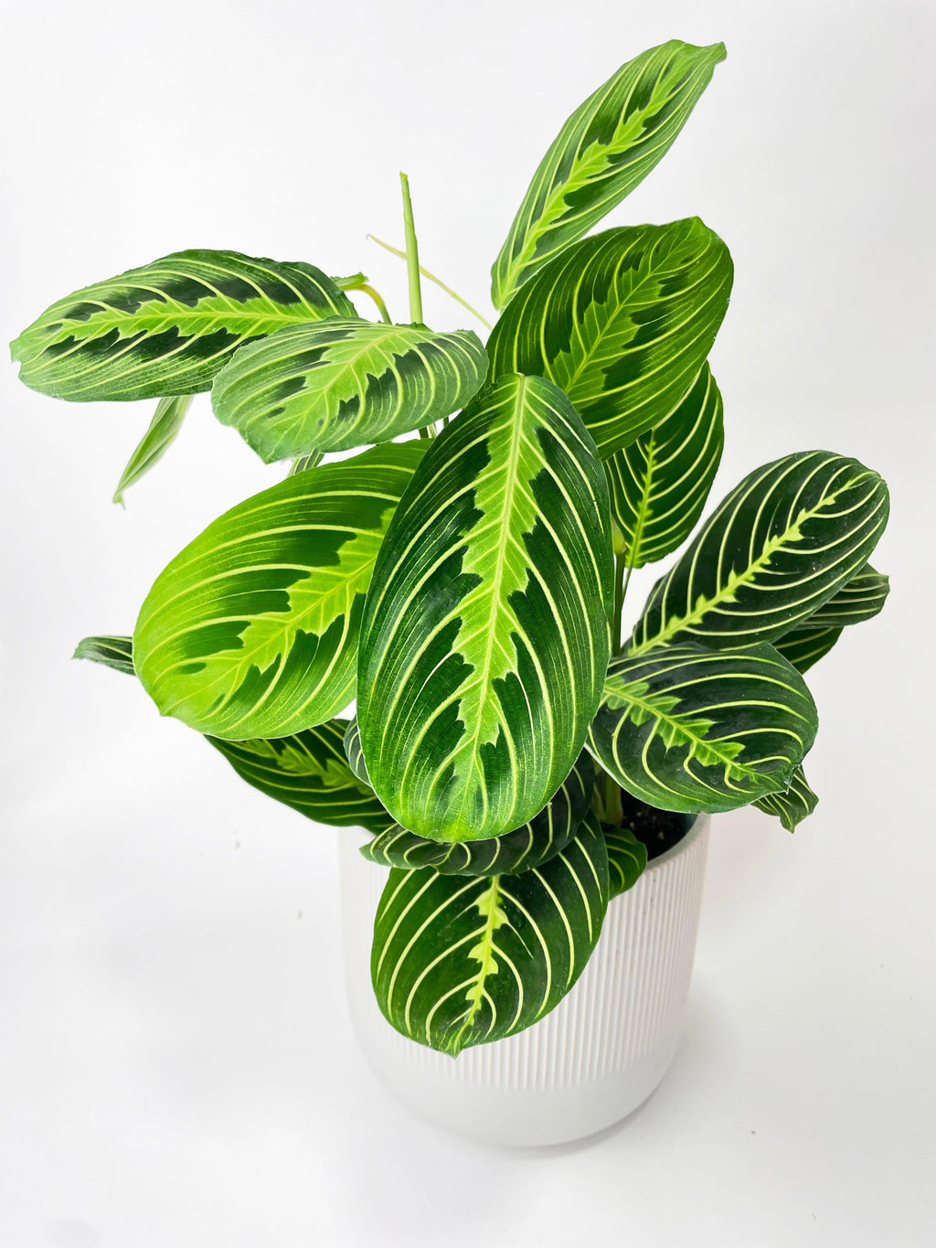 Lemon Lime Maranta Prayer Plant