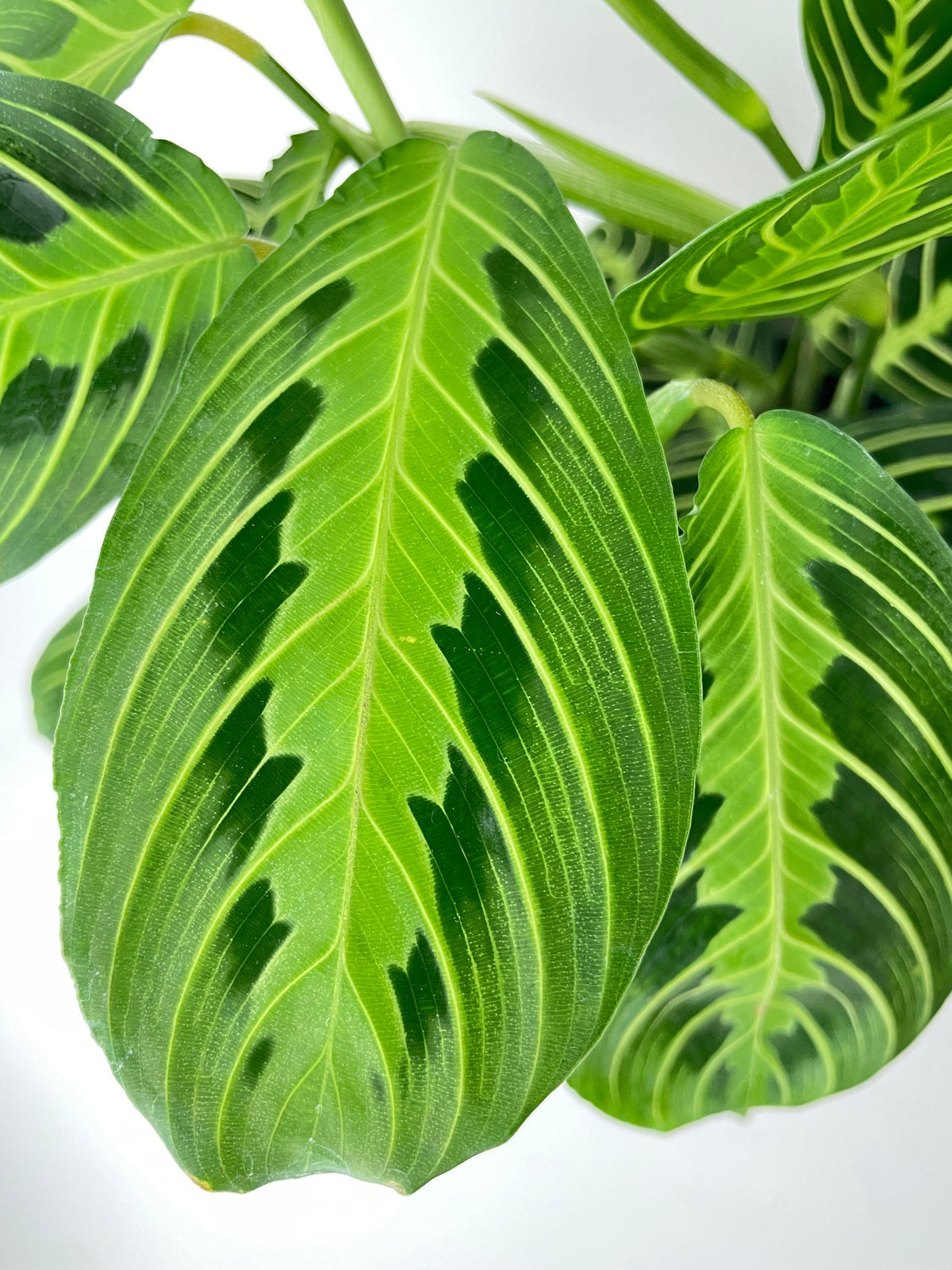 Lemon Lime Maranta Prayer Plant