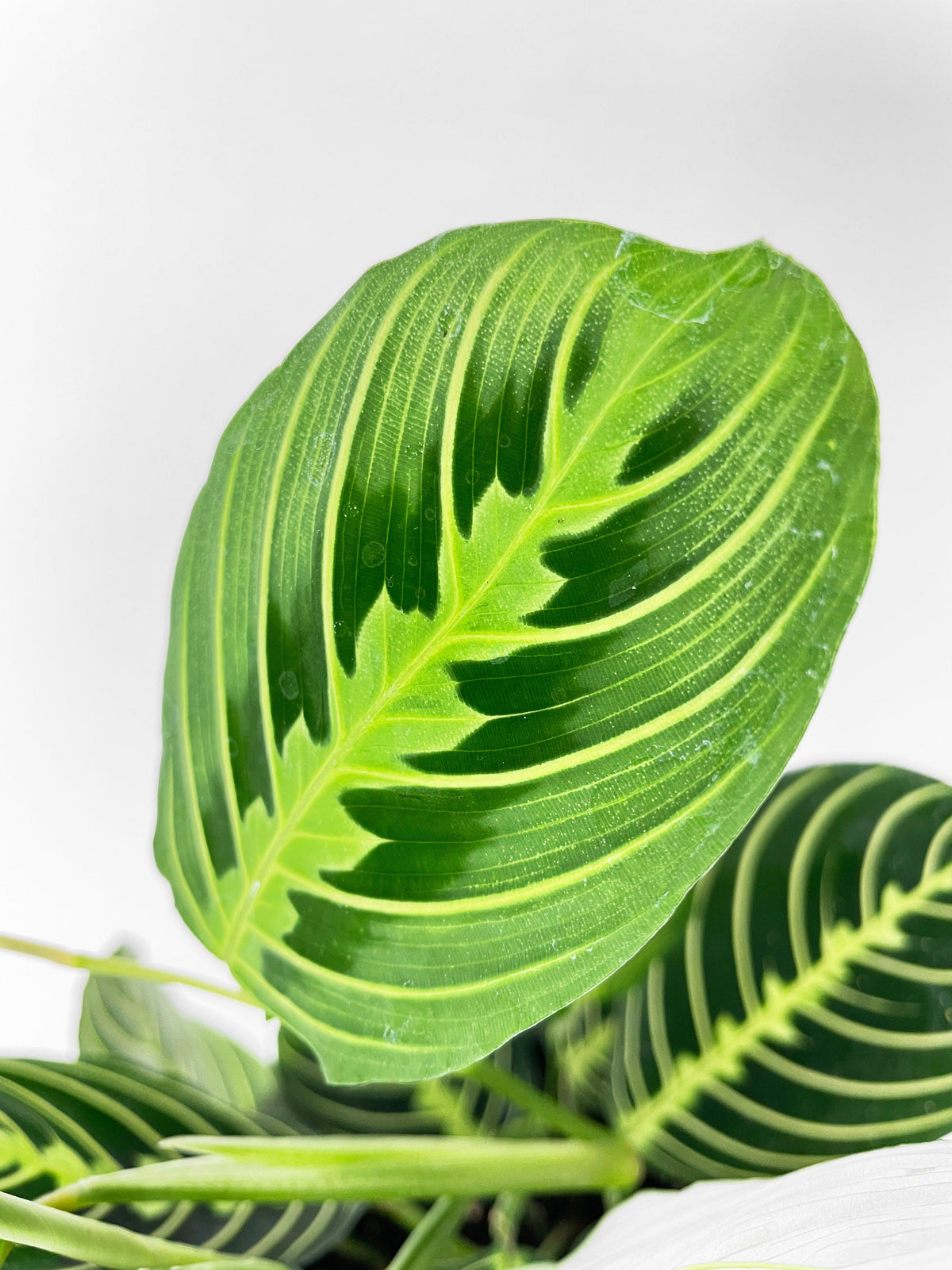Lemon Lime Maranta Prayer Plant