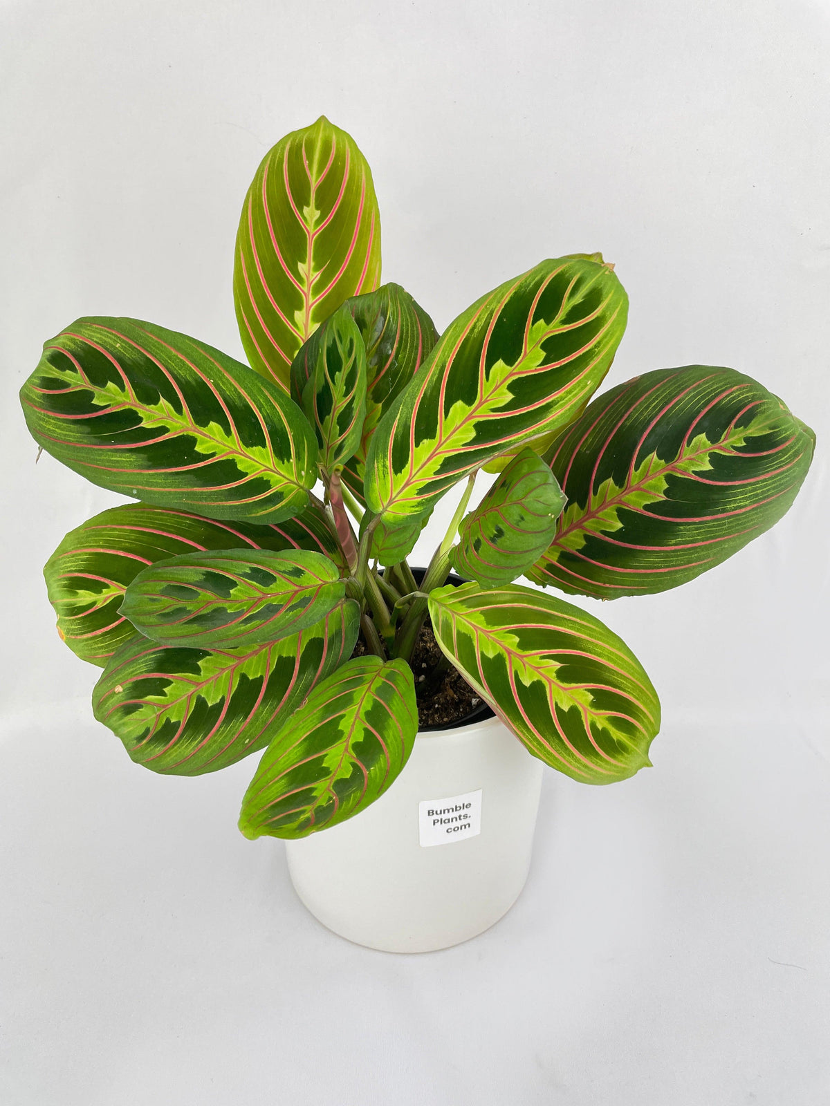 Red Maranta Prayer Plant