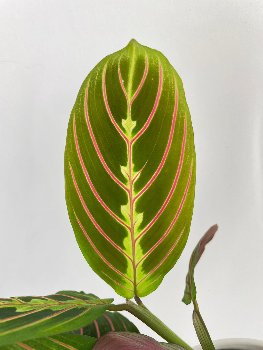 Red Maranta Prayer Plant