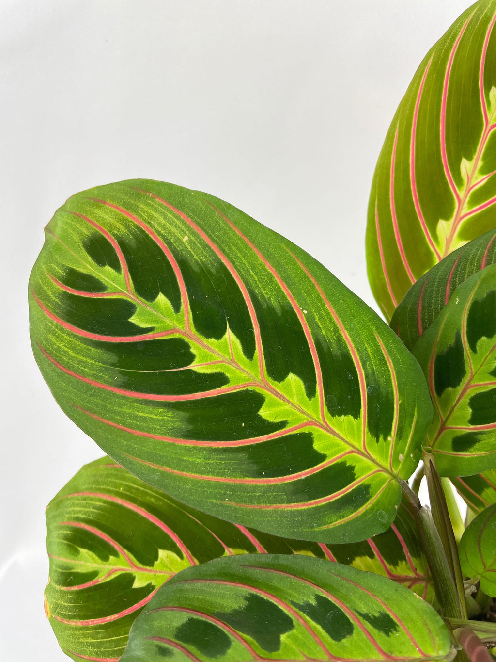 Red Maranta Prayer Plant