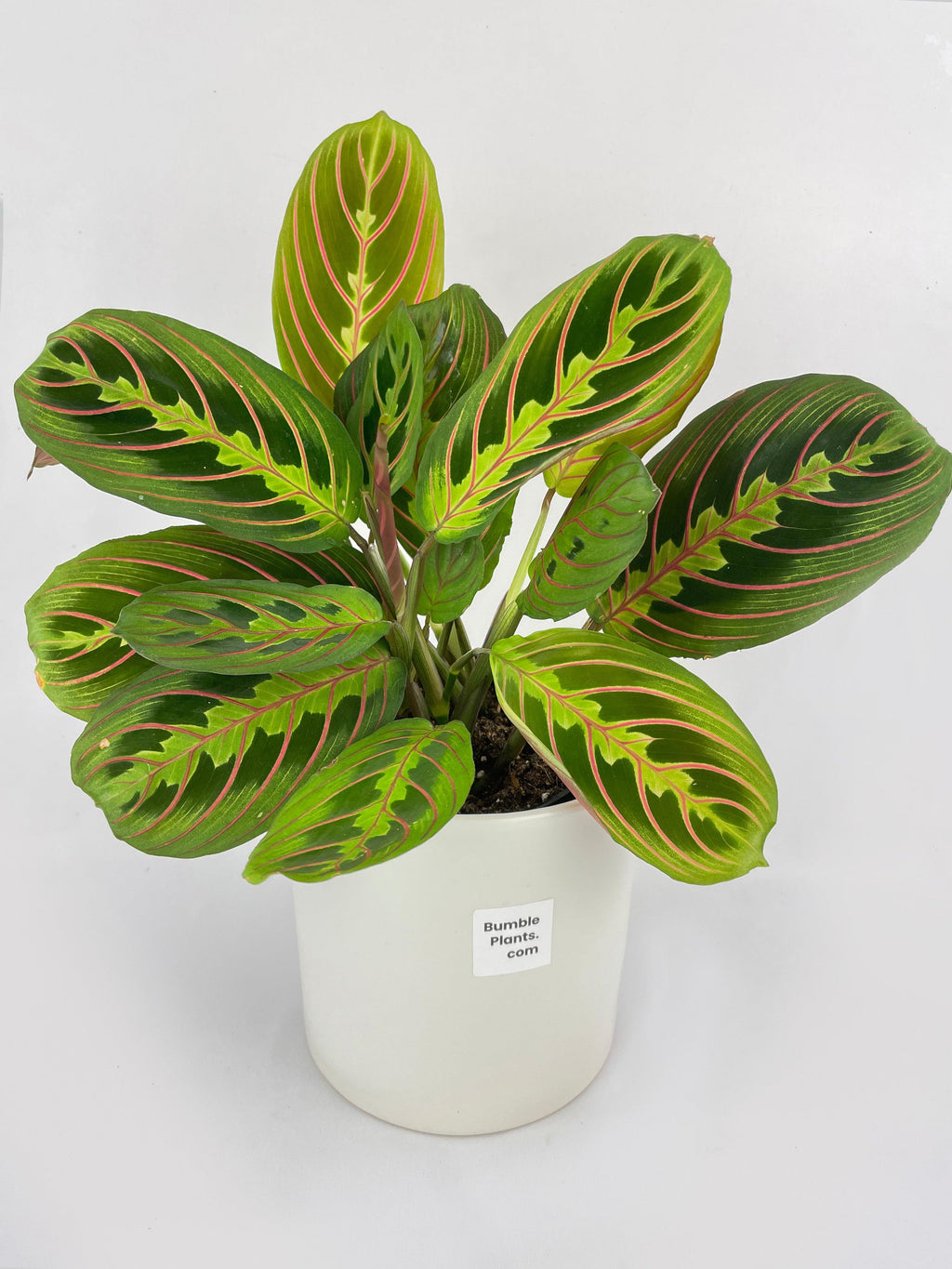 Red Maranta Prayer Plant