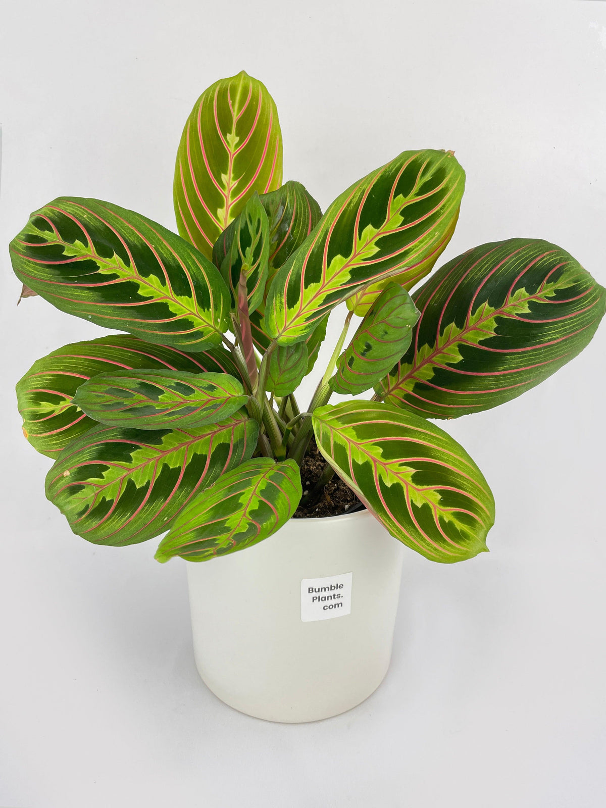 Red Maranta Prayer Plant