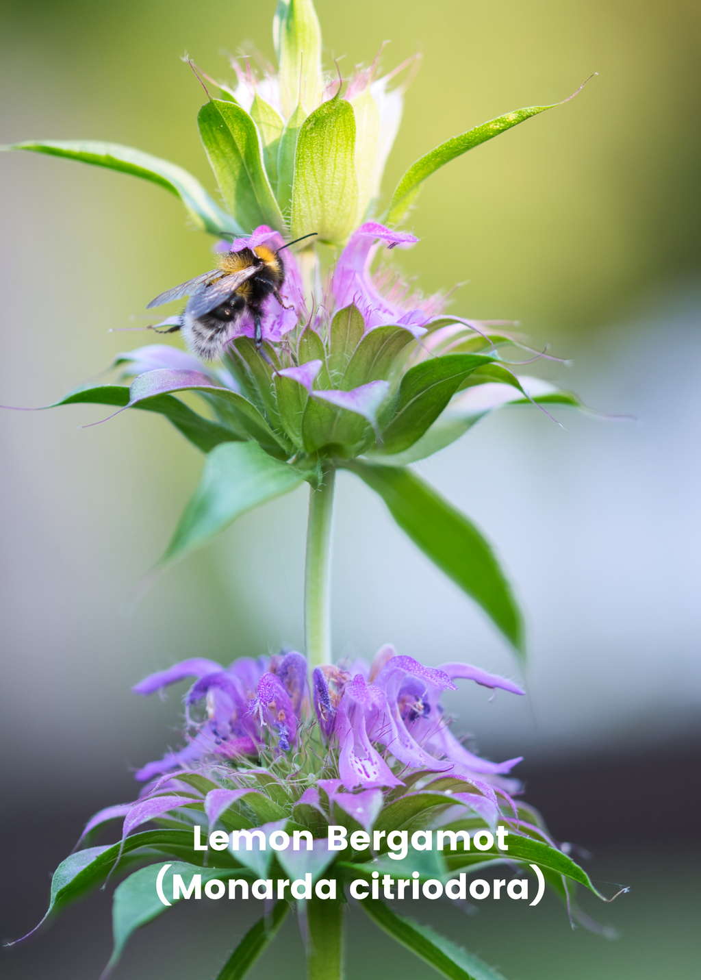 Bergamot Bundle: 'Lemon' & 'Sweet Leaf' Bergamot Plants