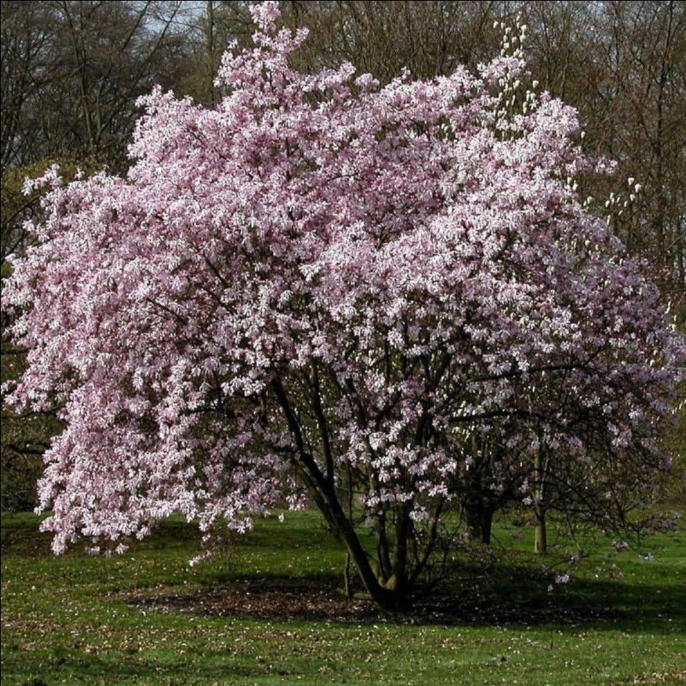 Magnolia 'Leonard Messel'