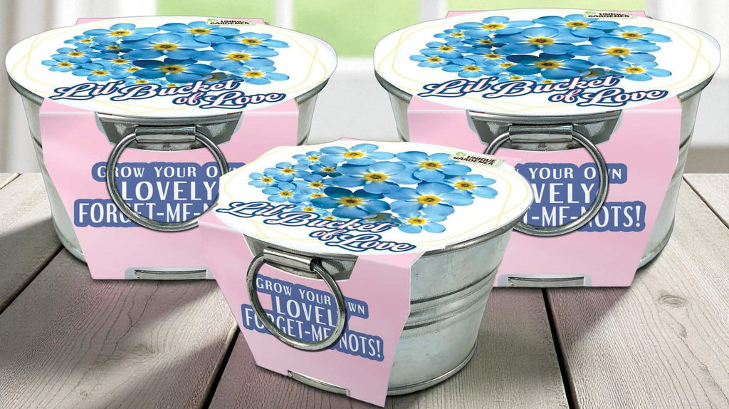 Lil' Bucket of Love - Grow Your Own Forget-Me-Nots Multipack of 3