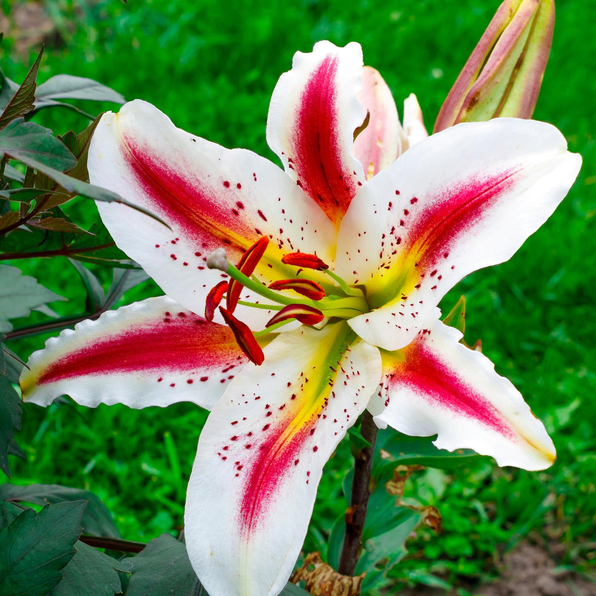 Lilium - Oriental Lily Playtime