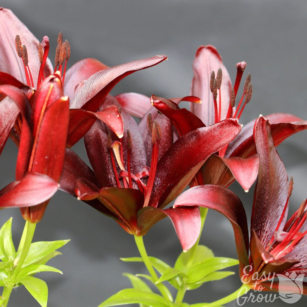 Lilium - Asiatic Lily Dark Secret