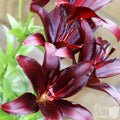 Lilium - Asiatic Lily Dark Secret