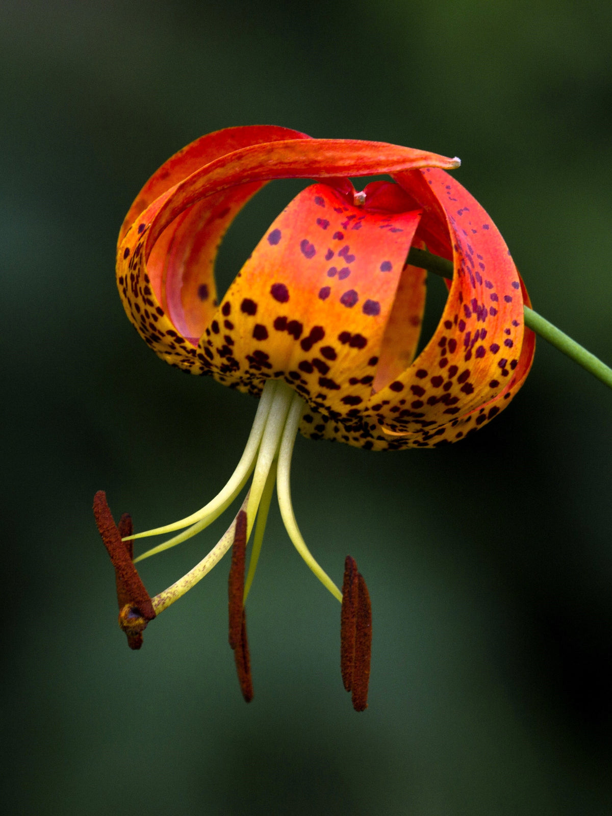 Native Turk Cap 20 Orange TURKS CAP Tiger LILY Lilium Superbum Heirloom Native Perenni ...