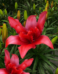 Bald Eagle Double Asiatic Lily - 5 bulbs