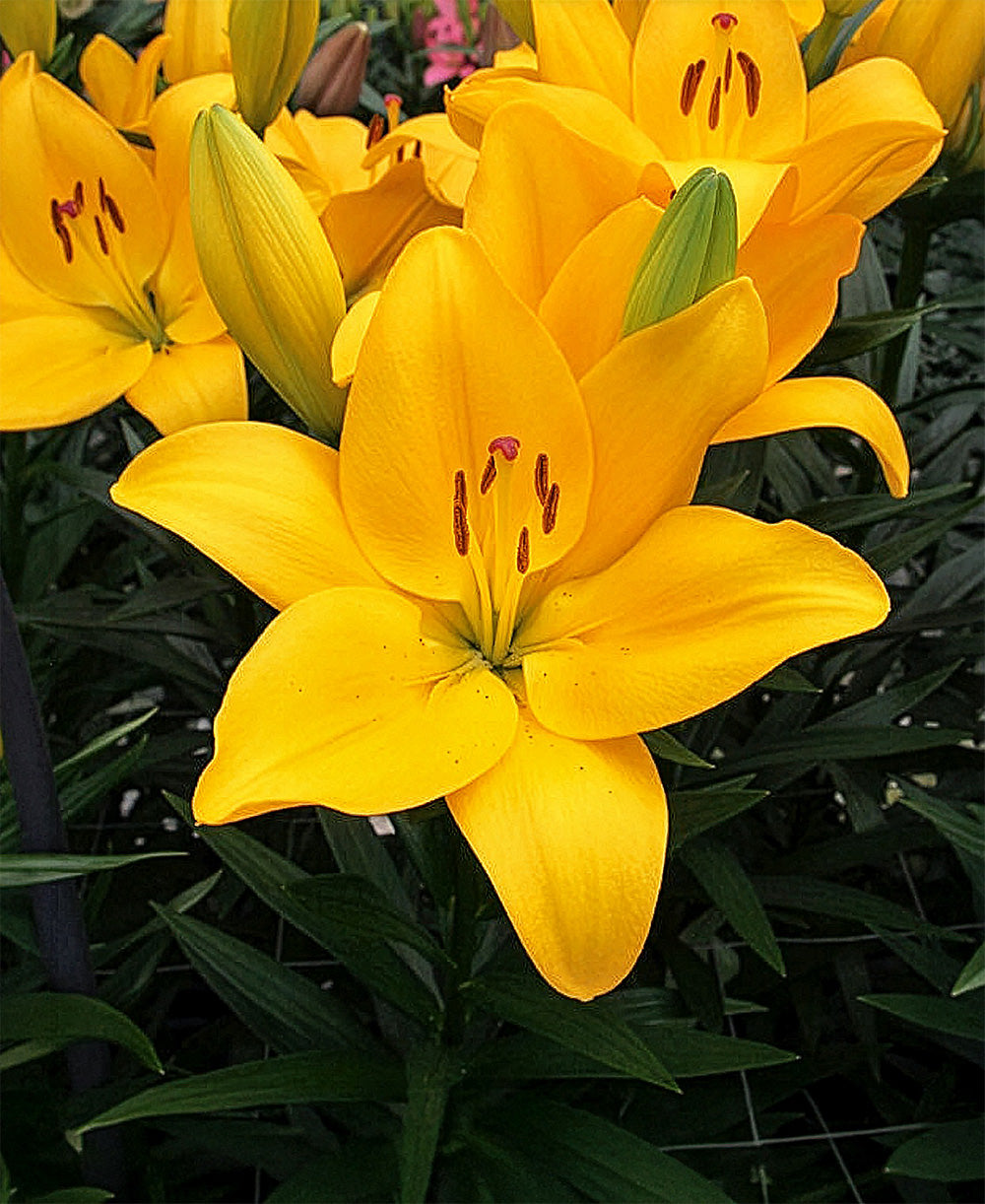 Botero LA Hybrid Lily - 5 bulbs
