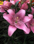 Sweet Sugar LA Hybrid Lily - 5 bulbs