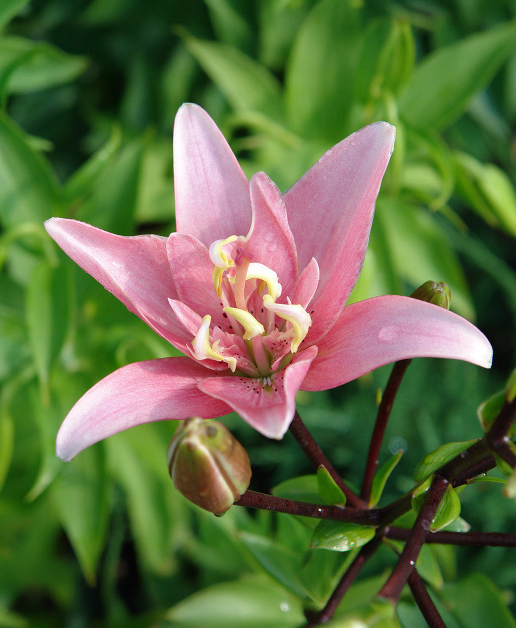 Elodie Double Asiatic Lily - 5 bulbs