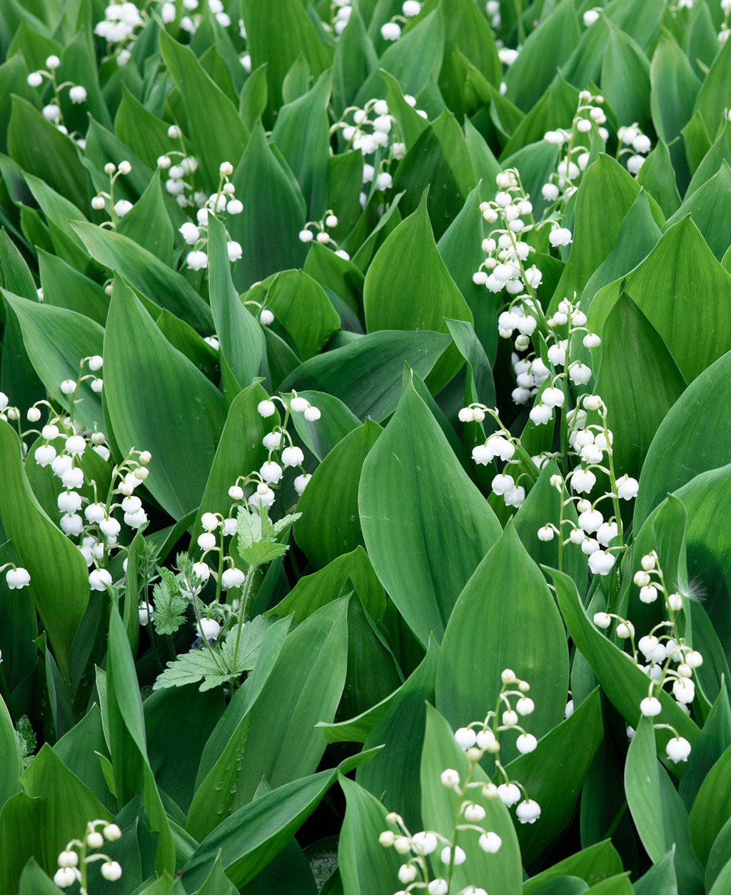 Lily of the Valley - 5 Root Divisions