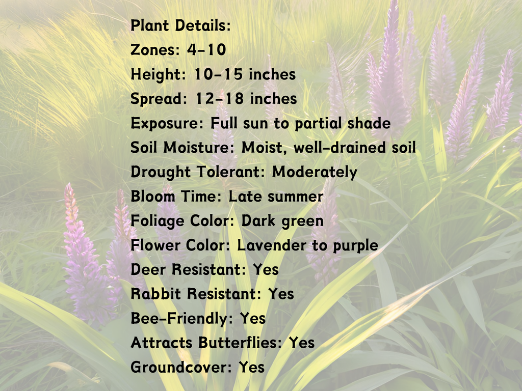 Liriope spicata