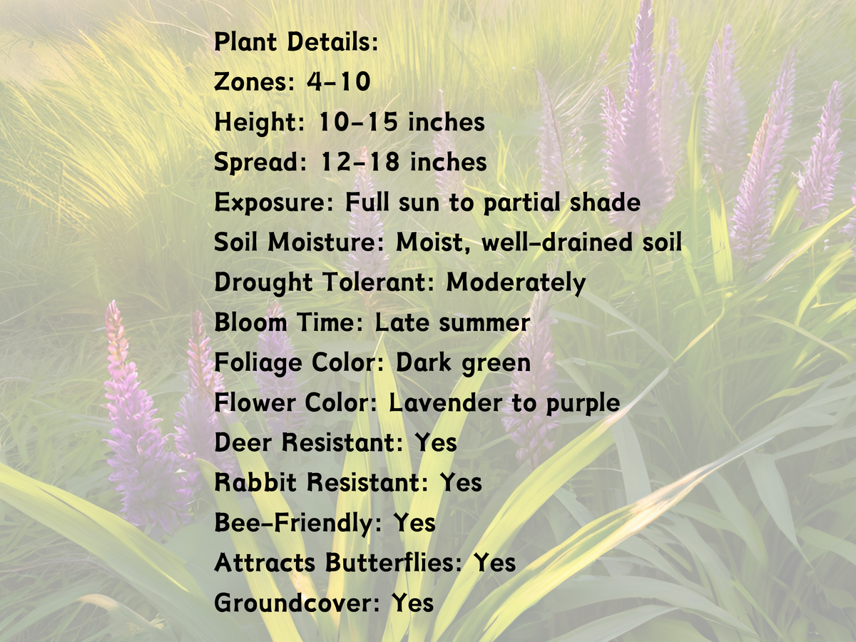 Liriope spicata