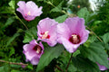 Rose of Sharon Plant - Established 12-24" Purple Flowers - Hibiscus syriacus