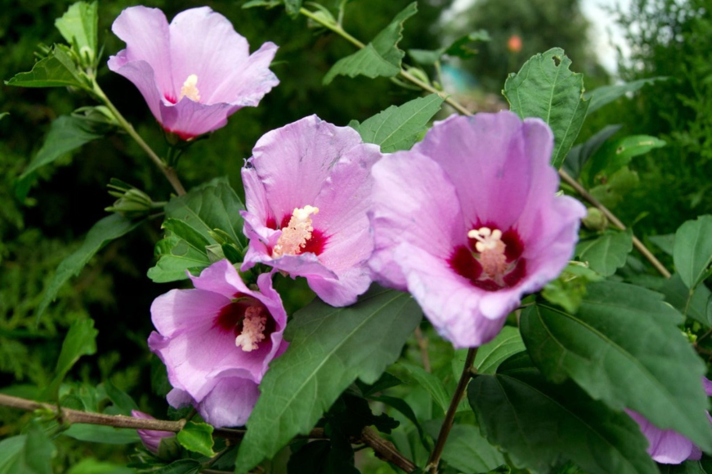 Rose of Sharon Plant - Established 12-24" Purple Flowers - Hibiscus syriacus